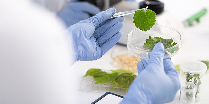 Primeiras plantas medicinais o que e fitoterapia